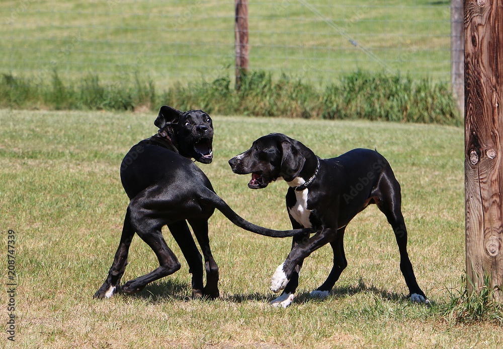 two funny black great danes are playing in the garden