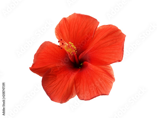 red hibiscus flower with yellow pollen isolated on white