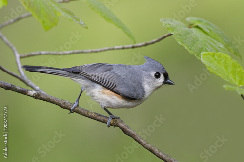 Tufted Titmouse perched in witch hazel