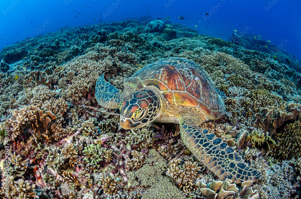 Naklejka premium Green Turtle