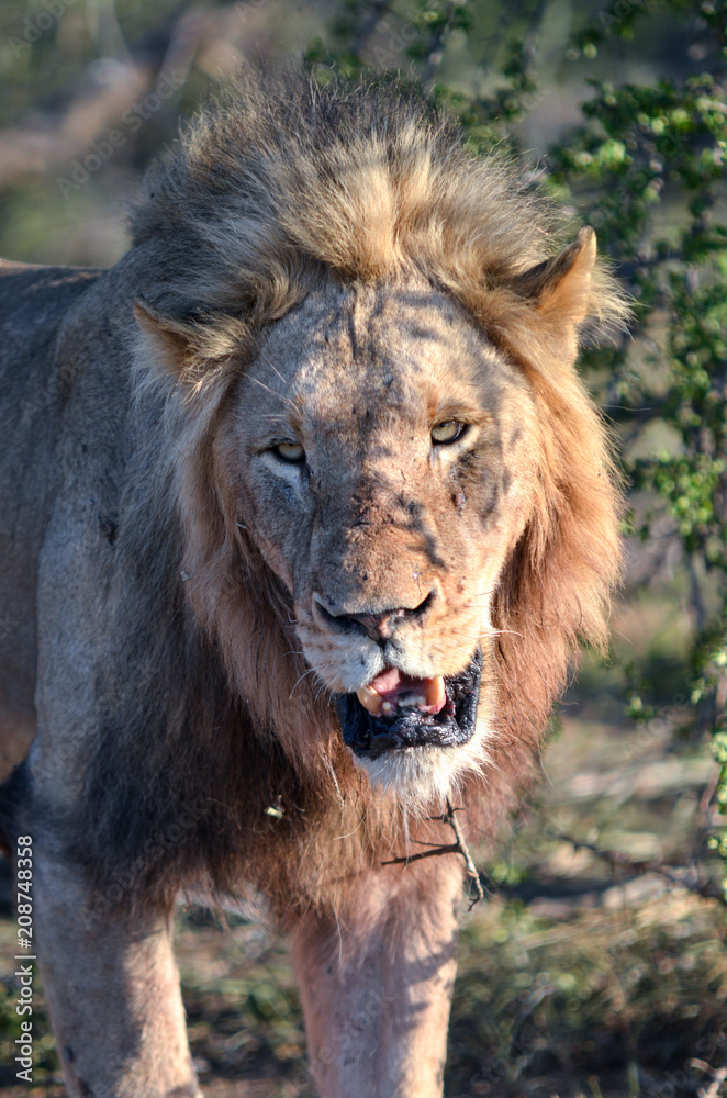 Male lion near Kruger National Park, South Africa Male lion near Kruger National Park, South Africa