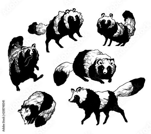 cute raccoon dog monochrome sketch illustration black and white タヌキの白黒イラスト photo