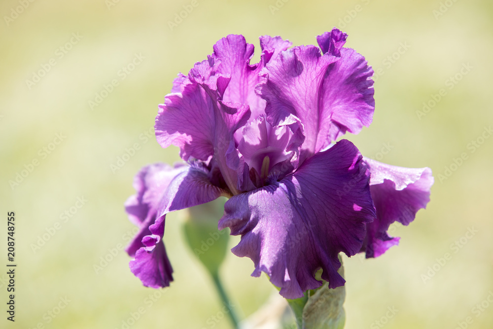 Purple Iris blooms on a beautiful spring day