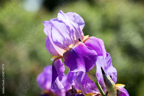 Purple Iris blooms on a beautiful spring day