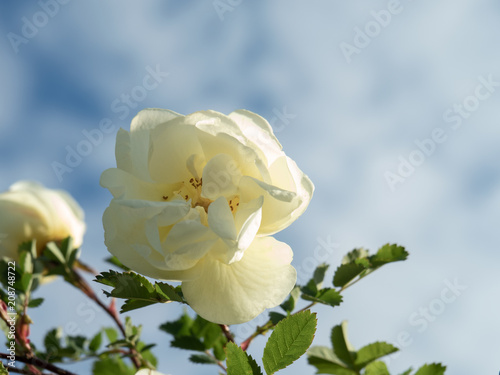 white rose against blue sky