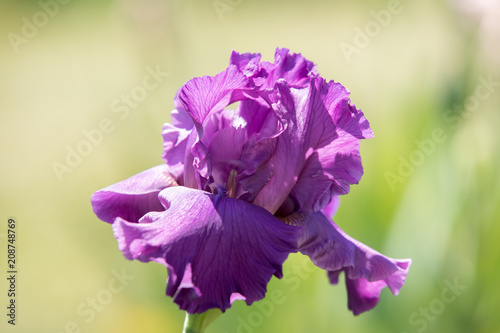 Fototapeta Naklejka Na Ścianę i Meble -  Purple Iris blooms on a beautiful spring day