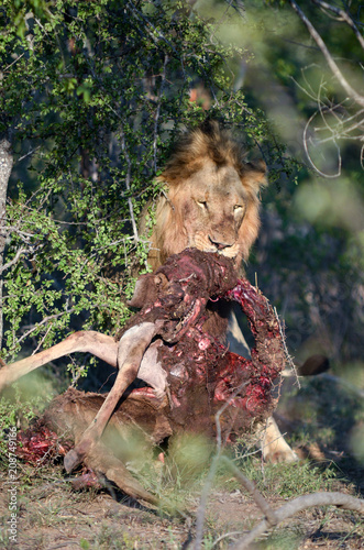 Male lion with prey near Kruger National Park, South Africa