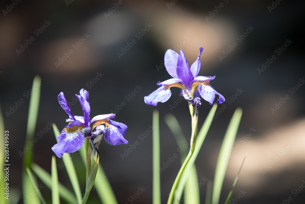 Purple and white Iris blooms on a beautiful spring day Purple and white Iris blooms on a beautiful spring day