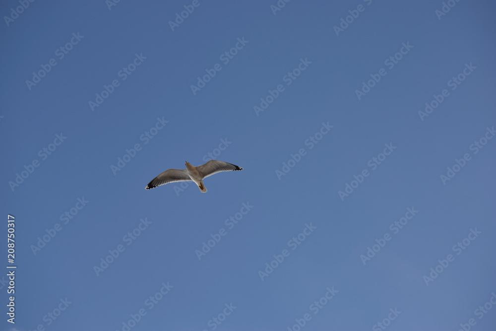 White seagull flying freely in a blue sky