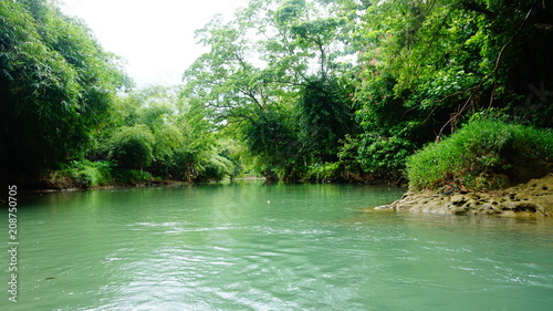 forest at sukabumi west java  Indonesia