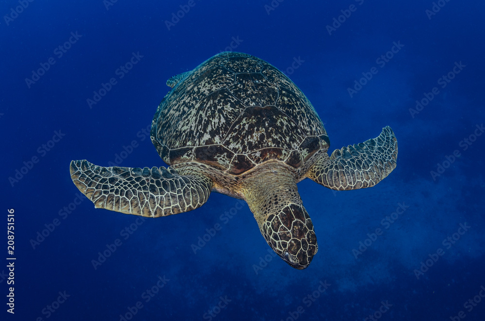 Obraz premium Green Turtle