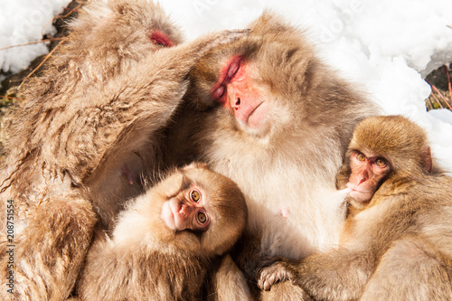 Macaques with infants, Jigokudani Monkey Park