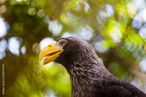 head of a beautiful eagle with a yellow bright beak close-up