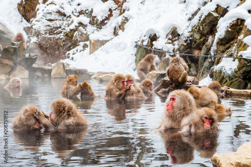 Macaques troop in water, Jigokudani Monkey Park