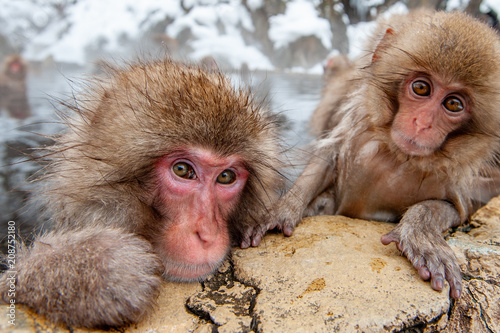 Macaque with infant in water, Jigokudani Monkey Park