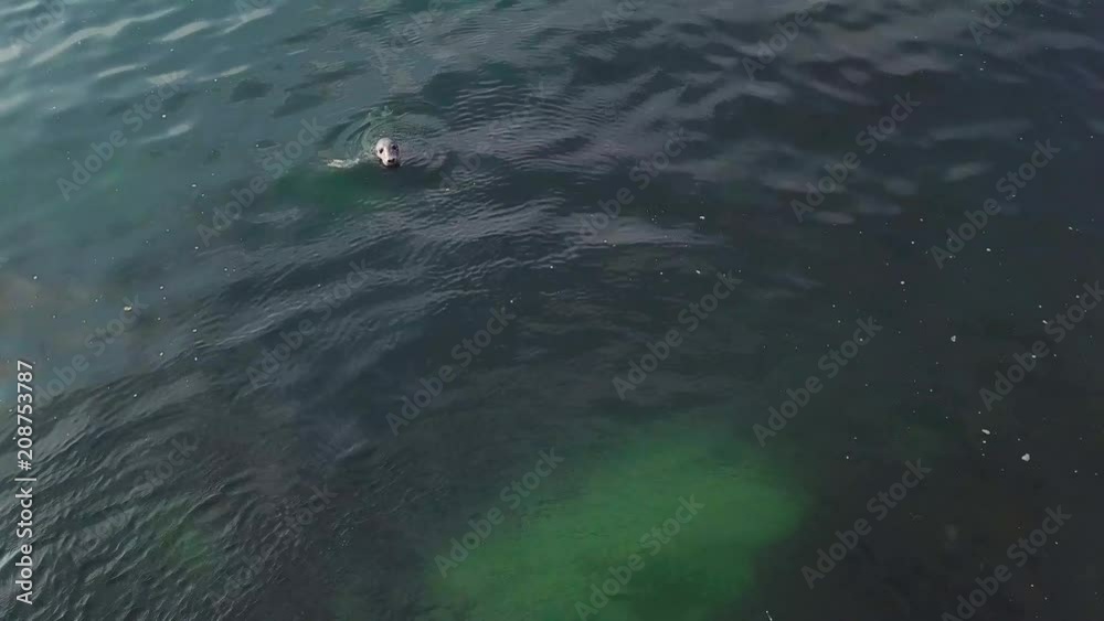 grey seal swimming underwater in the sea near Dalkey Island, Ireland grey seal swimming underwater in the sea near Dalkey Island, Ireland