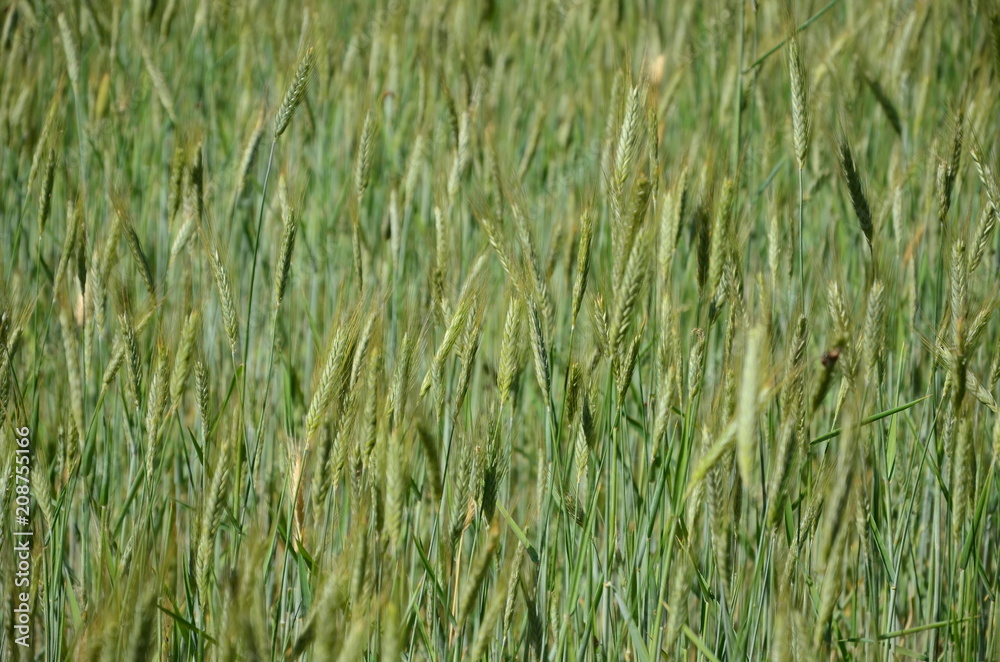 A field with green wheat ears.