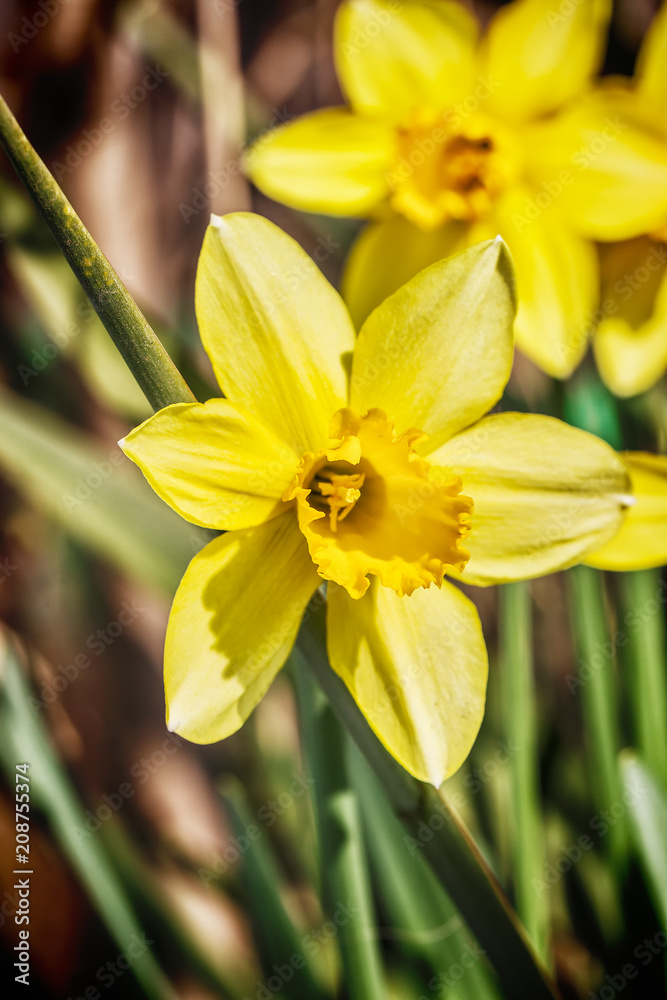 Yellow narcissus flowers Yellow narcissus flowers