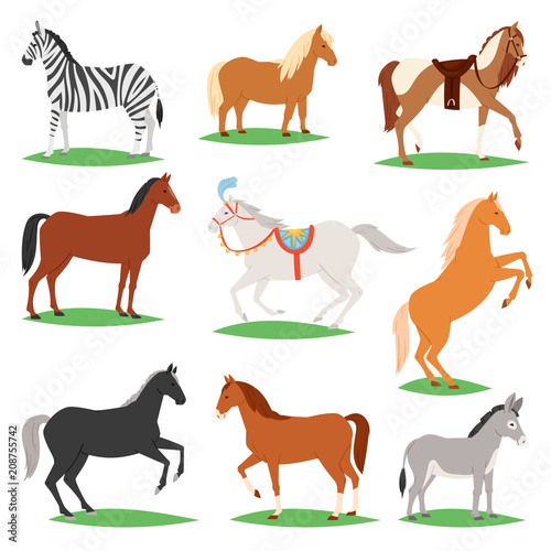 Horse vector animal of horse-breeding or equestrian and horsey or equine stallion illustration animalistic horsy set of pony zebra and donkey character isolated on white background