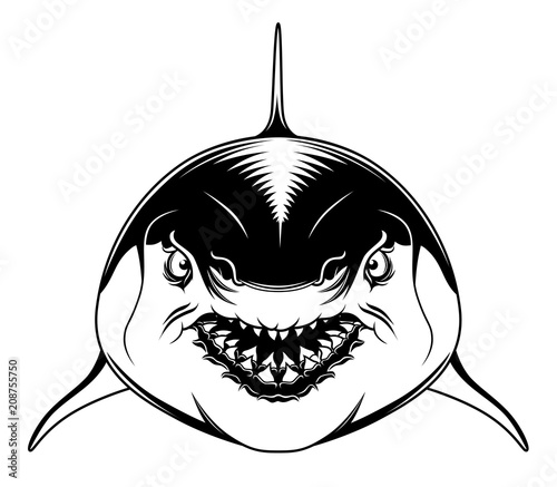 Shark fish