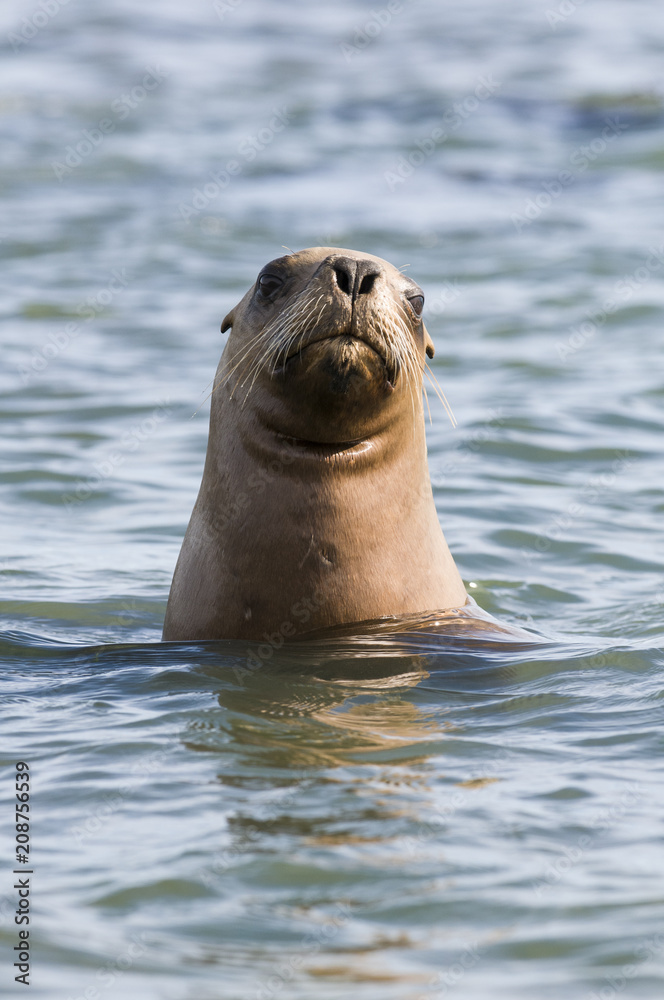 Obraz premium Sea Lion pup , Patagonia Argentina