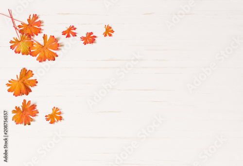 Fototapeta autumn leaves on wooden background