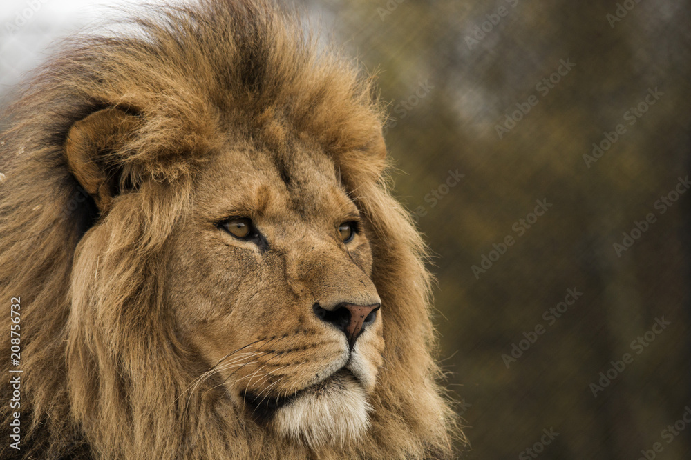 Safari Park Lion Safari Park Lion