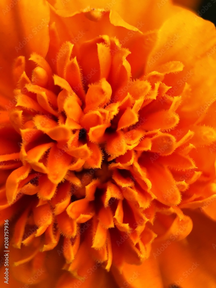 Beautiful orange flower in the Park close Beautiful orange flower in the Park close