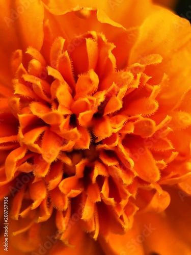 Beautiful orange flower in the Park close © Angelic