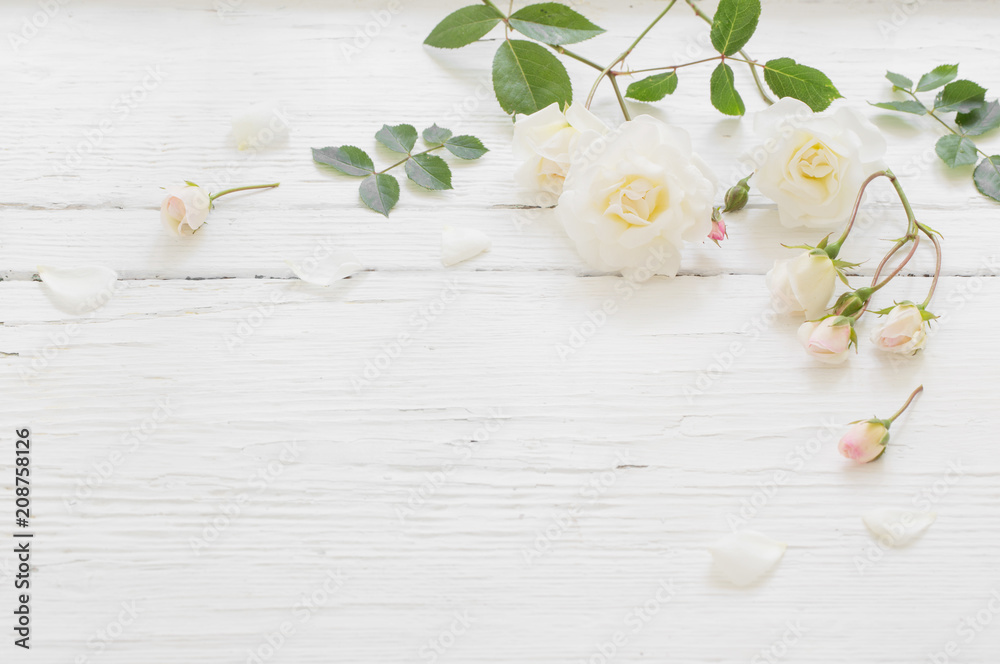 Obraz premium róże na białym tle drewnianych