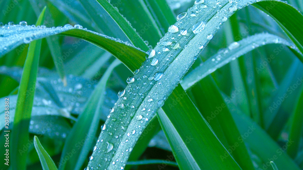 Fototapeta premium Nature