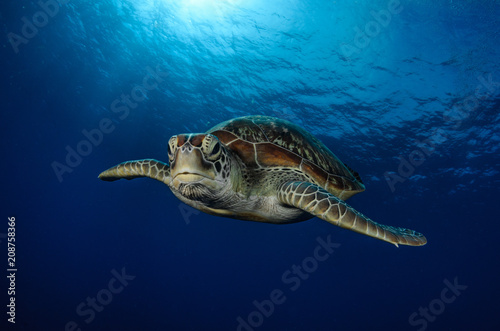 Green Turtle © mekanphotography