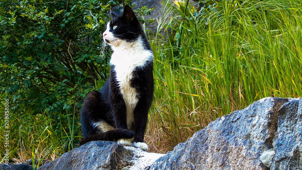 Cat Cat