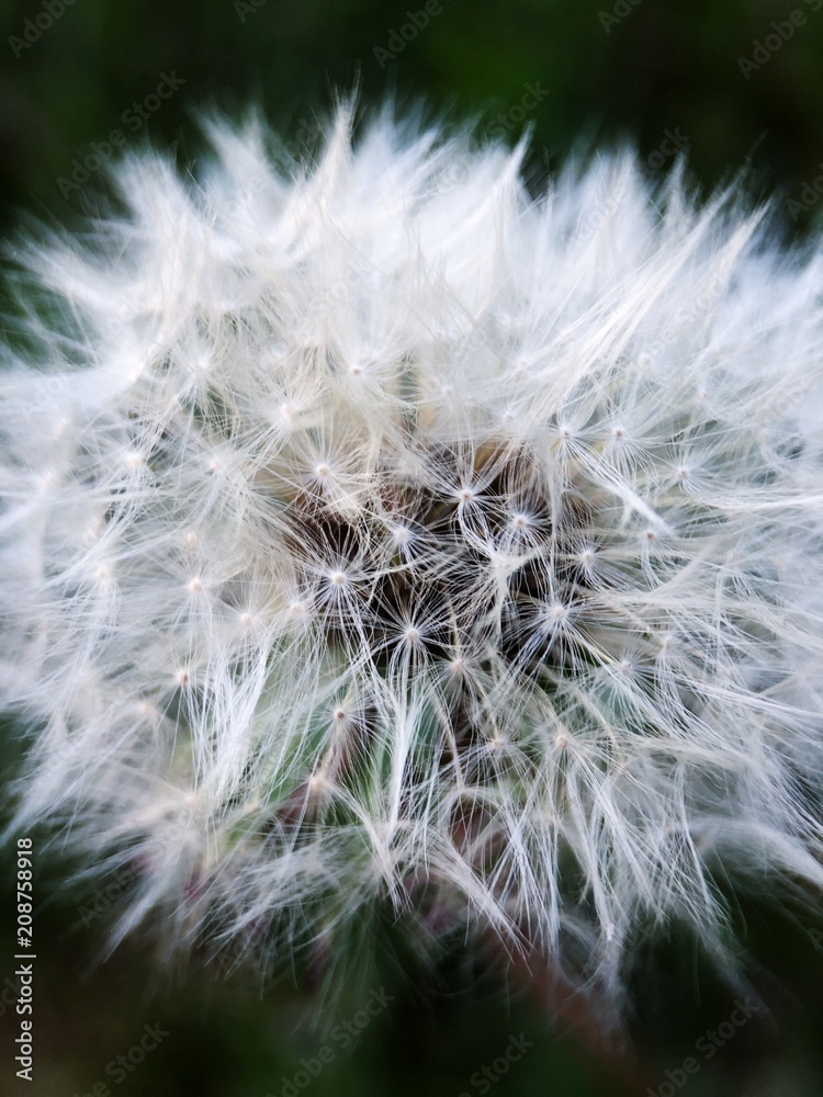 Beautiful white dandelion in the Park close up 