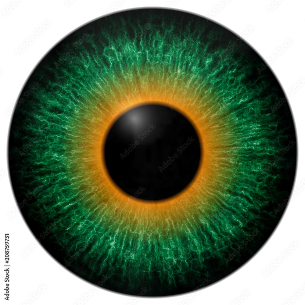 Green and orange eye texture with black fringe and white background Green and orange eye texture with black fringe and white background