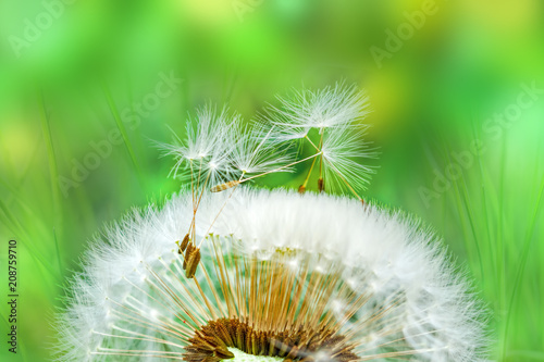 Fototapeta Naklejka Na Ścianę i Meble -  Ripe dandelion seeds close-up, spring beautiful landscape, selective focus, macro
