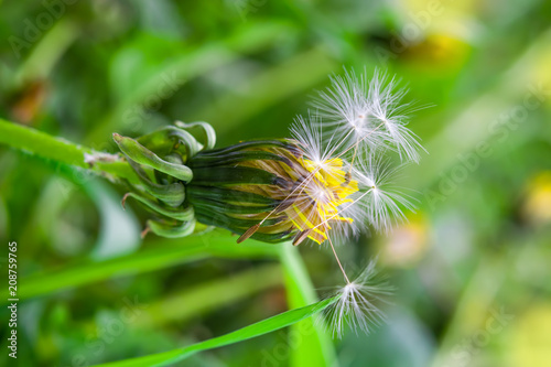 Fototapeta Naklejka Na Ścianę i Meble -  Ripe dandelion seeds close-up, spring beautiful landscape, selective focus, macro
