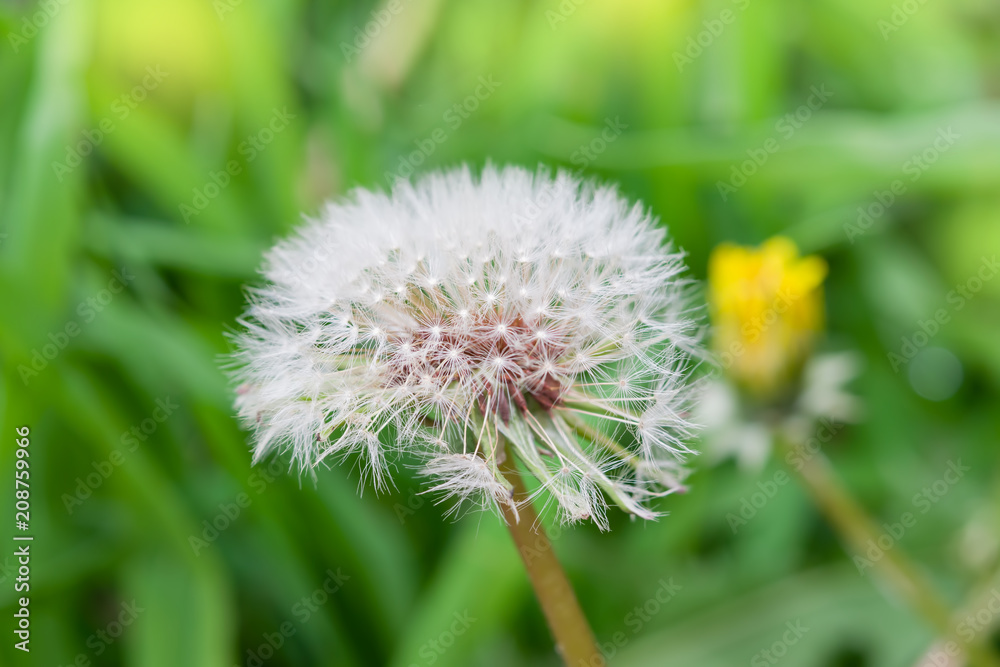 Fototapeta premium Ripe dandelion seeds close-up, spring beautiful landscape, selective focus, macro