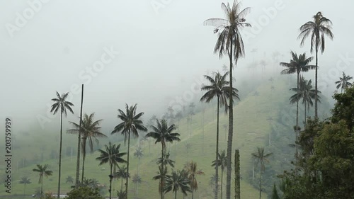 View of the wax palm trees in the mist, Cocora valley, Colombia photo