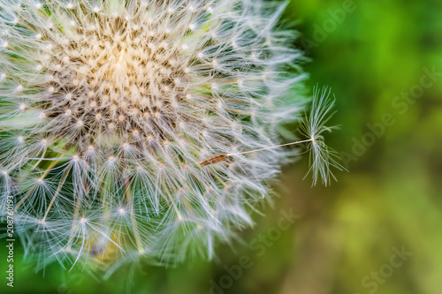Fototapeta Naklejka Na Ścianę i Meble -  Ripe dandelion seeds close-up, spring beautiful landscape, selective focus, macro
