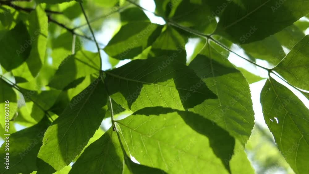 Green Leaves Of Tree In Sunny Spring Day Green Leaves Of Tree In Sunny Spring Day