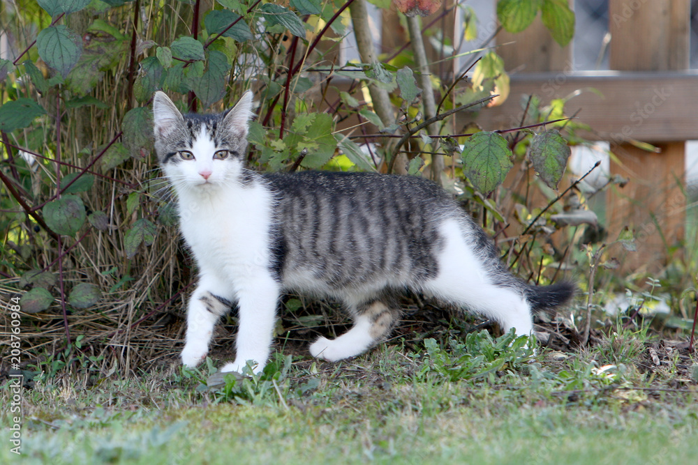 Young gray white european shorthair cat plays in the garden
