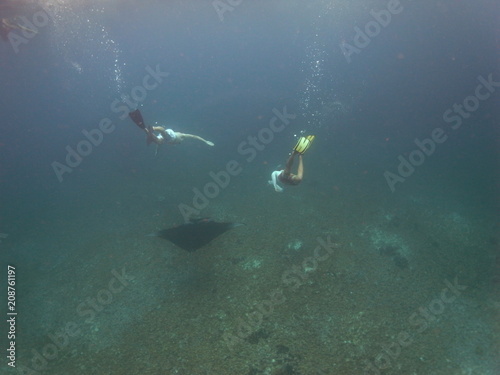 Swimming with Reef manta ray-Manta alfredi-Riffmanta in the waters around Komodo Island- Mantapoint Komodo National Park, Labuhanbajo, Flores
