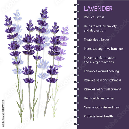 Lavender isolated on white background vector illustration