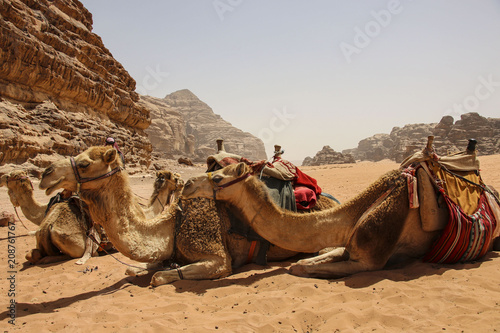 Camels rest on the sand in the desert Wadi Rum, Jordan.