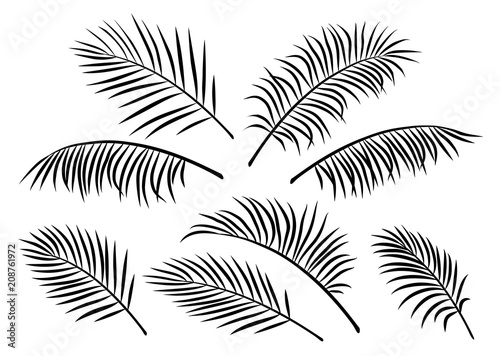 tropical set of palm leaves