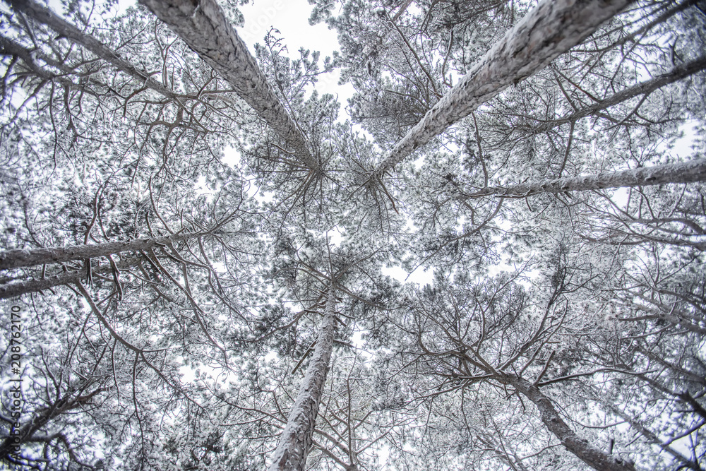 trees in winter forest trees in winter forest