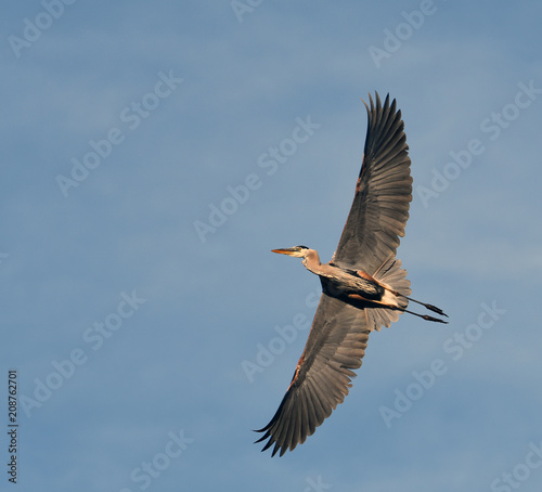 Great Blue Heron in flight