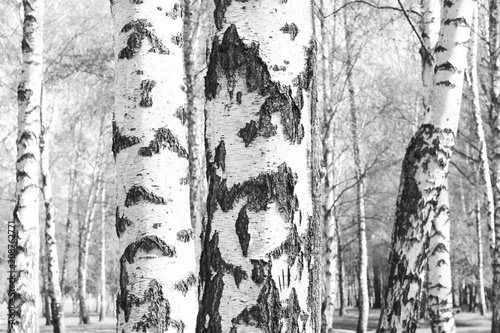 black-and-white photo with white birches with birch bark in birch grove among other birches