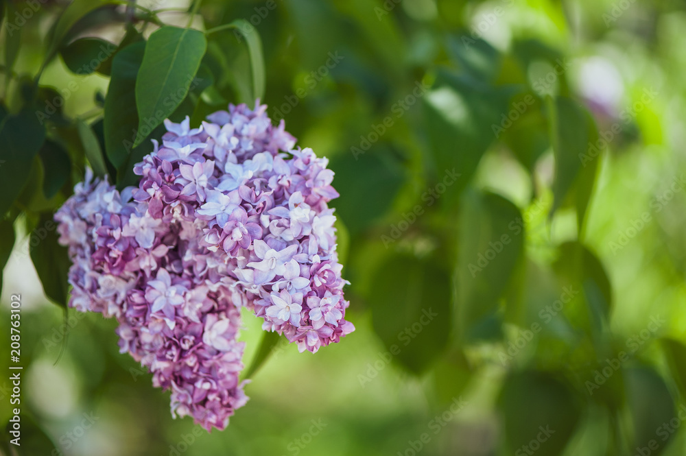 Delicate lilac on green, natural background, space for text, postcard Delicate lilac on green, natural background, space for text, postcard